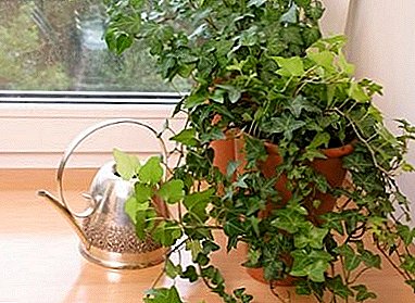 Secrets of ivy room care at home: photos and tips gardeners