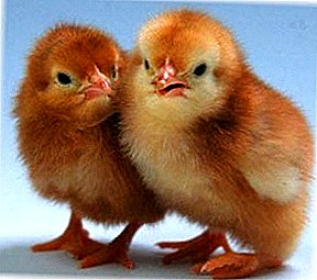 Skrivnosti dobičkonosnega poslovanja ali kako vzpostaviti gojenje, nego in hranjenje pitovnih piščancev?