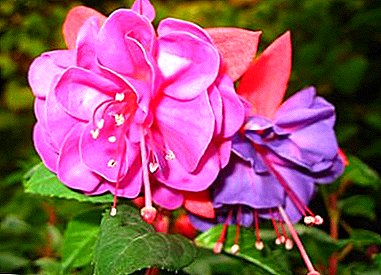 Secrets of growing fuchsia and caring for her at home and in the garden