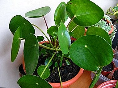 Secrets of growing and caring for Peilea Peleymia at home