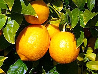 Geheimnisse des Wachstums und der Pflege der Pavlovsky-Zitrone zu Hause
