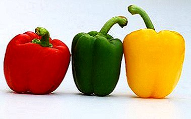 Secrets of growing peppers: seedlings, planting and care, diseases and much more