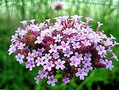Secrets of growing verbena from seed and flower propagation by cuttings at home