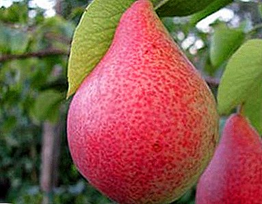Oppdrettere prøvde: pære Svarog vokser godt i Sibirien