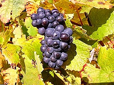Champagne grape Pinot Noir and its varieties