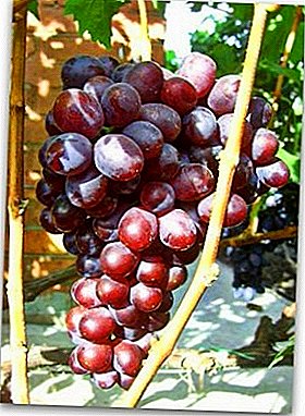 A masterpiece of Moldavian selection - Senator grapes