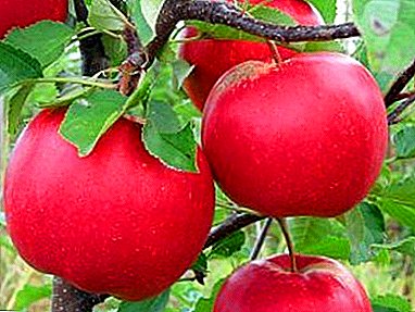The well-known variety of apples Red Hill