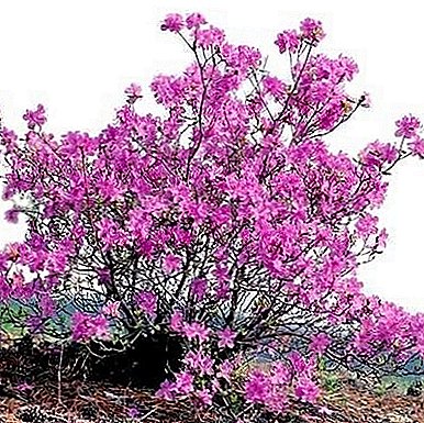 Rhododendron Dahurian de Sibérie, dit romarin sauvage: photo, soin et plantation