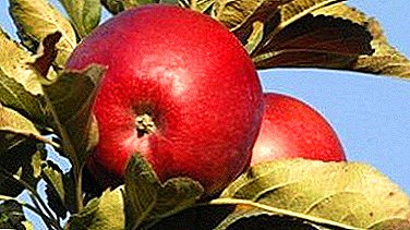 نقاط القوة والضعف لأشجار التفاح لادا