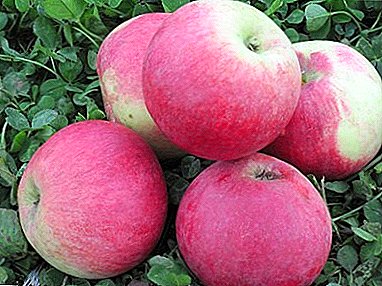 Una variedad fuerte y sin pretensiones de manzana Aelita.