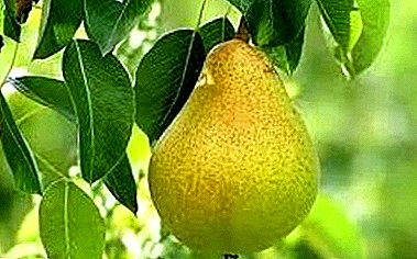 Great-growing pear variety native to France - Bere Bosc