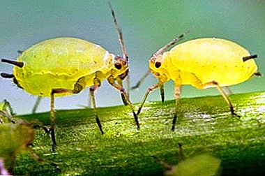 A symbiosis of ants and aphids: how to break a happy union to protect the plants?