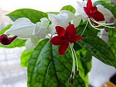 Symbol of love and happiness - Clerodendrum Thompson: photo and care at home