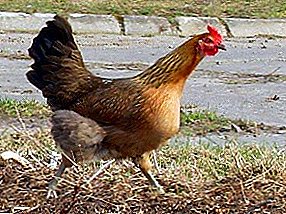 Simbol pertanian Polandia - trah ayam