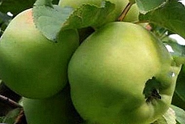 Simbol oskrbe starejših generacij - jabolka sorte Babushkino
