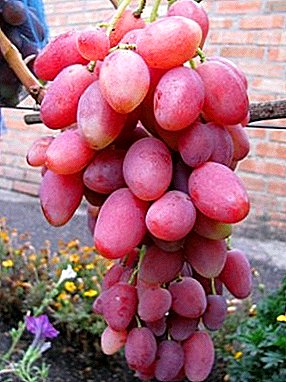 Fantastische schoonheid Rosalind-druiven