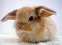 กระต่ายตกแต่งอาศัยอยู่กี่ปี