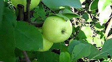 Scharfer und frostbeständiger Apfelbaum „Pavlusha“