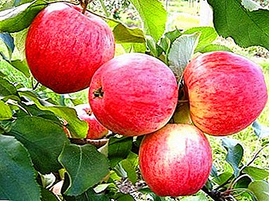 Skoroplodnaya, suure tootlikkusega ja tagasihoidlik - Apple Tree Scarlet Early!
