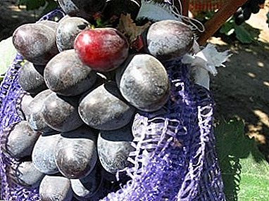 Early hybrid - Mavr grapes