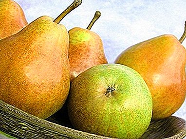 Sweet and healthy pear for the middle zone of the Russian Federation - the variety "Lyubimitsa Yakovleva"