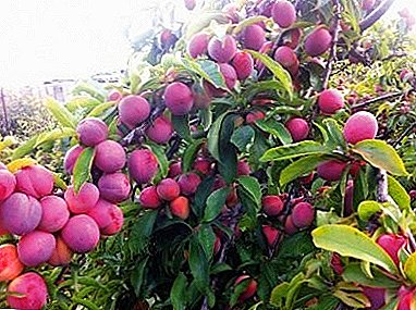 Søt aroma av tidlig høst - Manchurian beauty plum