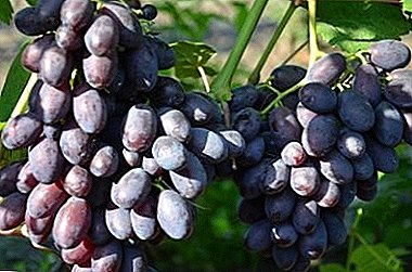 Uva dulce y jugosa "Cataluña"