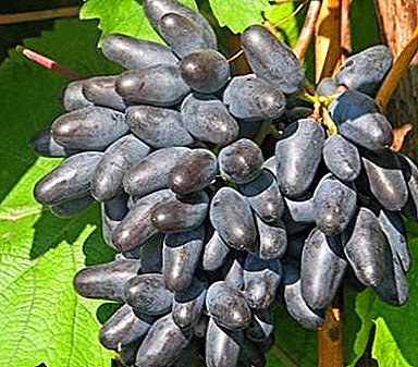 Raisins sucrés au goût riche - variété souvenir Odessa