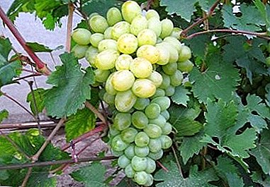 Juicy and fragrant grapes "Bogatyanovsky": description of the variety, characteristics and photos