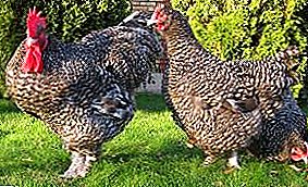 Viande juteuse, production d'oeufs stable et contenu sans prétention - toute cette race de poulet Malin