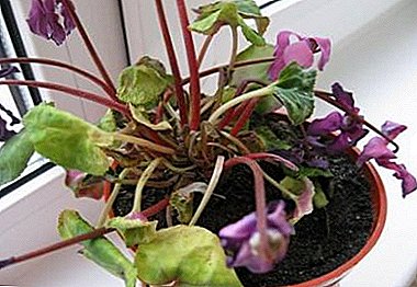 Drying leaves - alarm. Why does cyclamen fade and how to save it?
