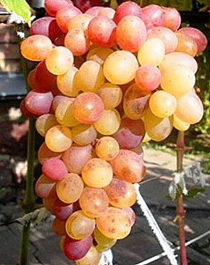 Aare neile, kes armastavad muskaatpähklit - viinamarju Tason