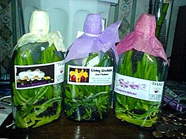The treasure in the bottle - the secrets of choosing a Thai orchid and all the nuances of caring for it
