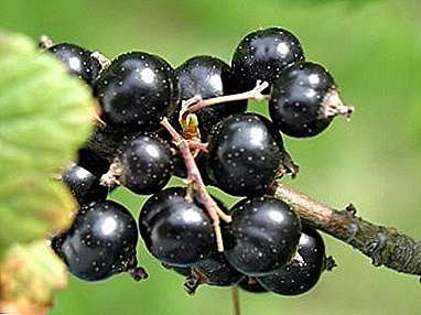 Treasury of health and benefit - black currant variety "Belarusian sweet"
