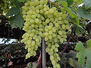 Sunny berry of amazing taste - “Long-awaited” grapes