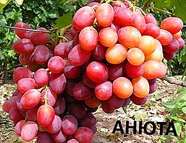 Odmiana dla początkujących z wysoką wydajnością - winogrona „Annie”