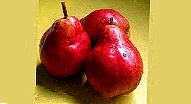 Variety with unusually beautiful fruits - pear "Carmen"