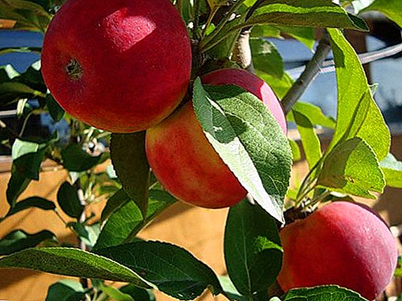 شجرة التفاح الفضية هوف الوصف والصورة وميزات متنوعة وخصائصها بستنة