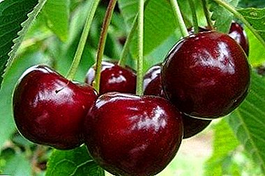 Variety with excellent taste - Zhukovskaya cherry