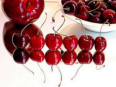 Una variedad con alto rendimiento y maduración temprana - Malinovka cherry.