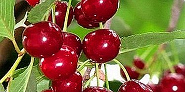 Variety with high quality fruits and stable yields - Kharitonovskaya cherry