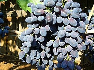 Variety capable of growing in any conditions - “Codreanka” grapes