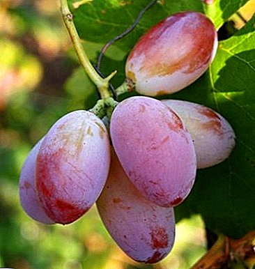Traubensorte "Marcelo": Beschreibung und Merkmale der Verwendung von Saatgut