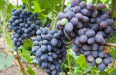 Grape variety with outstanding qualities - "Gala"