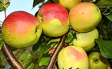 Variedade de maçãs com um título falante - Incrível
