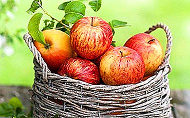 تنوع التفاح مع قساوة الشتاء المدهشة - قرفة جديدة