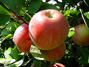 The variety of apple trees Melba: its strengths and weaknesses