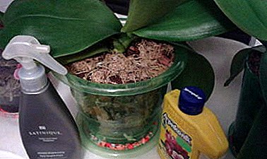 Consejos floricultores: ¿cómo alimentar a una orquídea? Un resumen de las mejores herramientas y cómo usarlas.