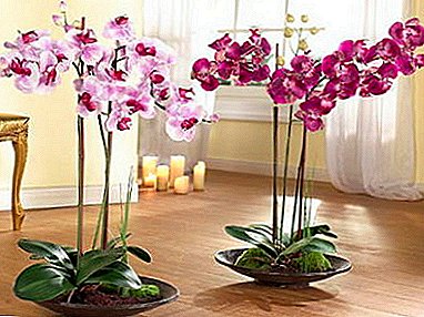 Tips blomstavlere: Analyser avlspesifikasjonen av orkidé phalaenopsis stiklinger hjemme
