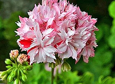 Bahçıvanlar İpuçları: Pelargonium Büyüyen Richard Hudson Hakkında Her Şey